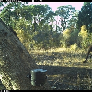 Wallabia bicolor (Swamp Wallaby) at Crowther, NSW - 15 Apr 2025 by Frecko