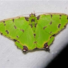 Unverified Geometer moth (Geometridae) at Abergowrie, QLD - 20 Oct 2008 by PJH123