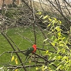 Alisterus scapularis (Australian King-Parrot) at Mount Victoria, NSW - 23 May 2025 by ianc