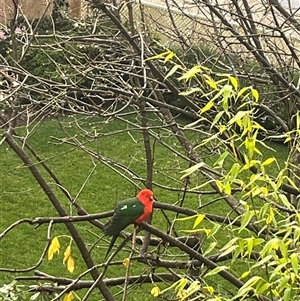 Alisterus scapularis (Australian King-Parrot) at Mount Victoria, NSW - 23 May 2025 by ianc