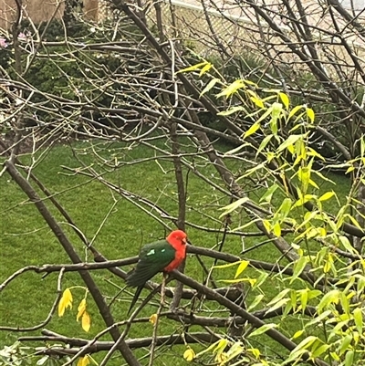 Alisterus scapularis (Australian King-Parrot) at Mount Victoria, NSW - 23 May 2025 by ianc