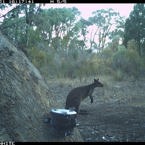 Wallabia bicolor (Swamp Wallaby) at Crowther, NSW - 21 Apr 2025 by Frecko