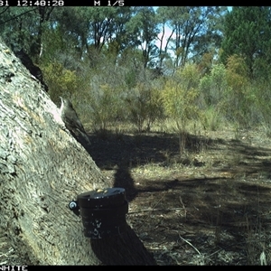 Cormobates leucophaea (White-throated Treecreeper) at Crowther, NSW - 31 Mar 2025 by Frecko