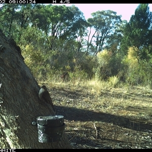 Cormobates leucophaea (White-throated Treecreeper) at Crowther, NSW - 2 Apr 2025 by Frecko