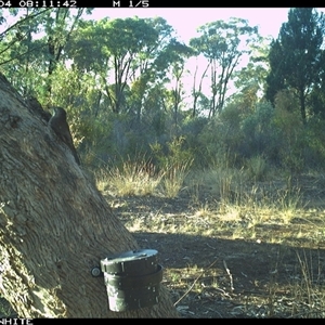 Cormobates leucophaea (White-throated Treecreeper) at Crowther, NSW - 4 Apr 2025 by Frecko