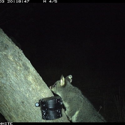 Trichosurus vulpecula (Common Brushtail Possum) at Crowther, NSW - 3 Apr 2025 by Frecko