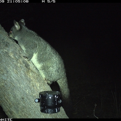 Trichosurus vulpecula (Common Brushtail Possum) at Crowther, NSW - 9 Apr 2025 by Frecko