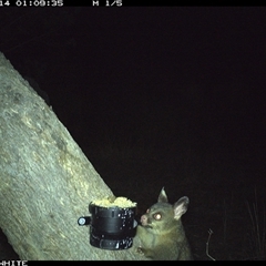 Trichosurus vulpecula (Common Brushtail Possum) at Crowther, NSW - 14 Apr 2025 by Frecko