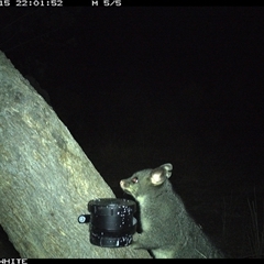 Trichosurus vulpecula (Common Brushtail Possum) at Crowther, NSW - 15 Apr 2025 by Frecko