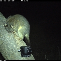 Trichosurus vulpecula (Common Brushtail Possum) at Crowther, NSW - 16 Apr 2025 by Frecko