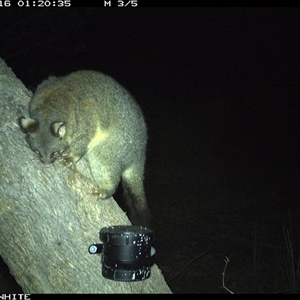 Trichosurus vulpecula (Common Brushtail Possum) at Crowther, NSW - 16 Apr 2025 by Frecko