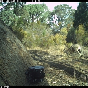 Macropus giganteus (Eastern Grey Kangaroo) at Crowther, NSW - 10 Apr 2025 by Frecko