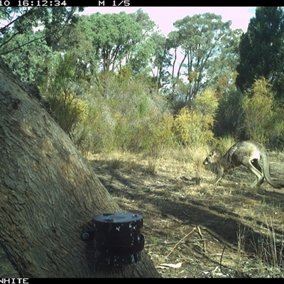 Macropus giganteus (Eastern Grey Kangaroo) at Crowther, NSW - 10 Apr 2025 by Frecko