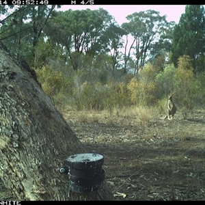 Macropus giganteus (Eastern Grey Kangaroo) at Crowther, NSW - 14 Apr 2025 by Frecko