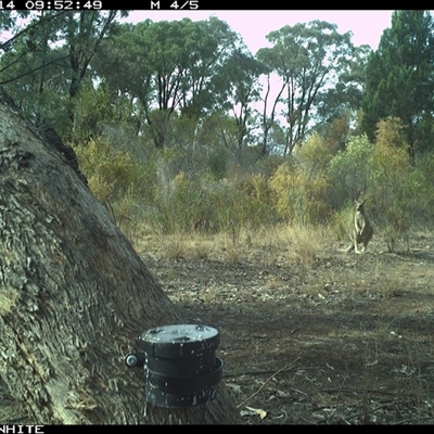 Macropus giganteus (Eastern Grey Kangaroo) at Crowther, NSW - 14 Apr 2025 by Frecko