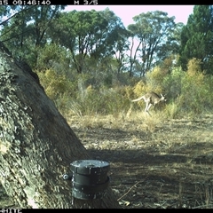 Macropus giganteus (Eastern Grey Kangaroo) at Crowther, NSW - 15 Apr 2025 by Frecko