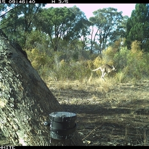 Macropus giganteus (Eastern Grey Kangaroo) at Crowther, NSW - 15 Apr 2025 by Frecko