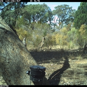 Macropus giganteus (Eastern Grey Kangaroo) at Crowther, NSW - 19 Apr 2025 by Frecko
