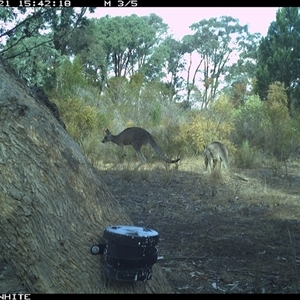 Macropus giganteus (Eastern Grey Kangaroo) at Crowther, NSW - 21 Apr 2025 by Frecko