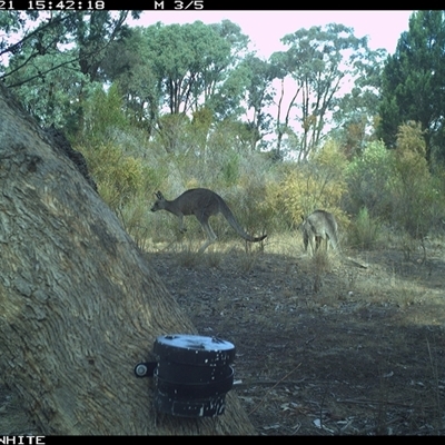 Macropus giganteus (Eastern Grey Kangaroo) at Crowther, NSW - 21 Apr 2025 by Frecko