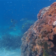 Unverified Marine Fish Uncategorised at Undefined - 14 Jul 2024 by LauraBailey