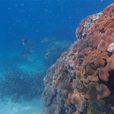 Unverified Marine Fish Uncategorised at Undefined - 14 Jul 2024 by LauraBailey