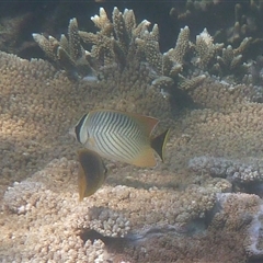 Chaetodon trifascialis (Chevron Butterflyfish) at Palm Island, QLD - 5 Sep 2023 by LauraBailey