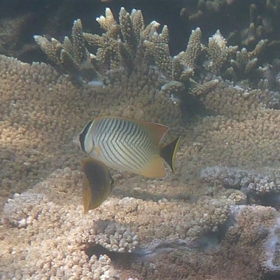 Chaetodon trifascialis (Chevron Butterflyfish) at Palm Island, QLD - 5 Sep 2023 by LauraBailey