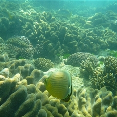Chaetodon lunulatus (Pinstripe Butterflyfish) at Palm Island, QLD - 5 Sep 2023 by LauraBailey