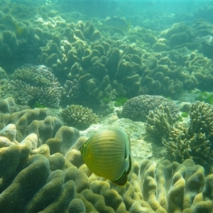 Chaetodon lunulatus (Pinstripe Butterflyfish) at Palm Island, QLD - 5 Sep 2023 by LauraBailey