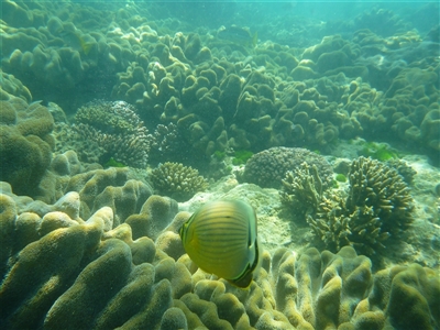 Chaetodon lunulatus (Pinstripe Butterflyfish) at Palm Island, QLD - 5 Sep 2023 by LauraBailey