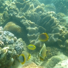 Chaetodon lunulatus at Palm Island, QLD - 5 Sep 2023 11:56 AM