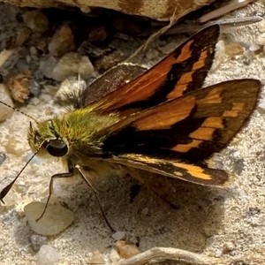 Ocybadistes walkeri (Green Grass-dart) at Pebbly Beach, NSW - 22 Oct 2024 by Pirom