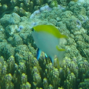 Neoglyphidodon melas (Black Damsel) at Palm Island, QLD - 5 Sep 2023 by LauraBailey