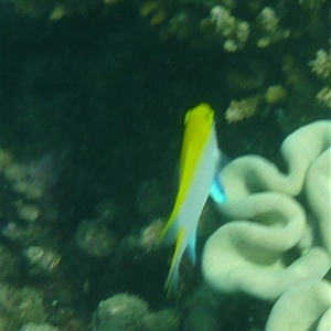 Neoglyphidodon melas at Palm Island, QLD - 5 Sep 2023 12:11 PM