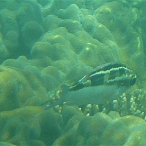 Unverified Marine Fish Uncategorised at Palm Island, QLD - 5 Sep 2023 by LauraBailey
