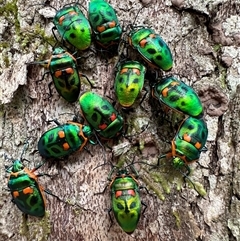 Scutiphora pedicellata (Metallic Jewel Bug) at Pebbly Beach, NSW - 21 Feb 2024 by Pirom