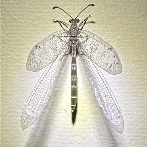 Unverified Antlion (Myrmeleontidae) at Pebbly Beach, NSW - 19 Feb 2024 by Pirom