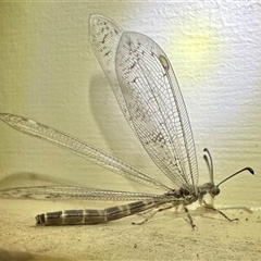Myrmeleontidae (family) at Pebbly Beach, NSW - 19 Feb 2024 08:56 PM