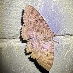 Speiredonia spectans (Granny's Cloak Moth) at Arakoon, NSW - 22 Aug 2024 by Pirom