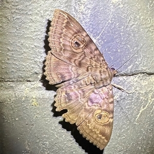 Speiredonia spectans (Granny's Cloak Moth) at Arakoon, NSW - 22 Aug 2024 by Pirom