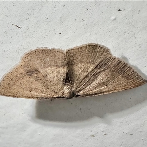 Casbia rectaria (Pomaderris Moth) at Arakoon, NSW - 23 Aug 2024 by Pirom