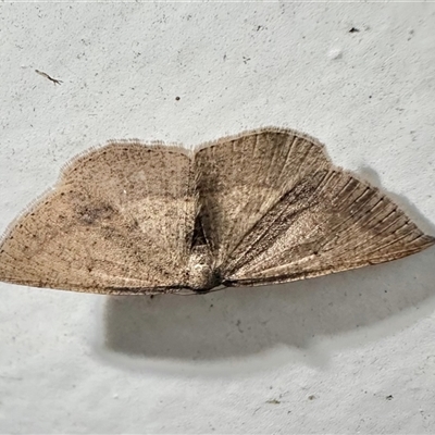 Casbia rectaria (Pomaderris Moth) at Arakoon, NSW - 23 Aug 2024 by Pirom