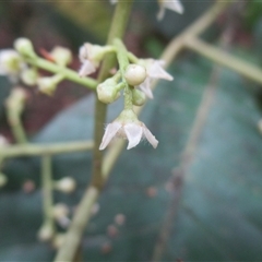 Quintinia quatrefagesii at Syndicate, QLD - 24 Sep 2016 01:42 PM
