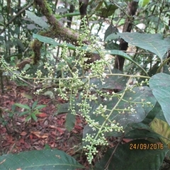 Quintinia quatrefagesii at Syndicate, QLD - 24 Sep 2016 01:42 PM
