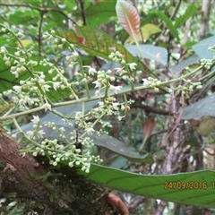 Quintinia quatrefagesii at Syndicate, QLD - 24 Sep 2016 01:42 PM