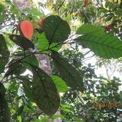 Quintinia quatrefagesii at Syndicate, QLD - 24 Sep 2016 01:42 PM