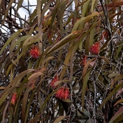 Amyema pendula subsp. pendula at Bundanoon, NSW - 25 Jun 2025 by Aussiegall