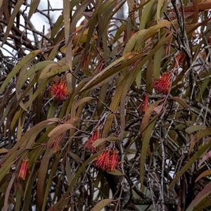 Amyema pendula subsp. pendula at Bundanoon, NSW - Yesterday by Aussiegall