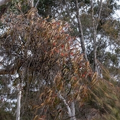 Unverified at suppressed - suppressed